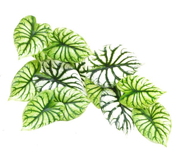 Bushes..sml trailer- Caladium green-white